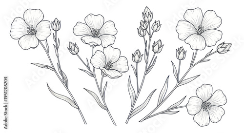 Delicate Flax Flowers and Buds Hand-Drawn Sketch - Botanical Illustration