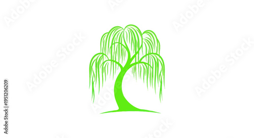 Green weeping willow tree silhouette on white background