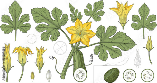 Zucchini plant botanical illustration with leaves flowers and fruit detailed vegetable anatomy gardening vector set isolated