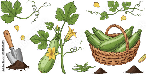 Zucchini plant with flowers leaves and basket harvest gardening vegetable set fresh organic food vector illustration isolated background