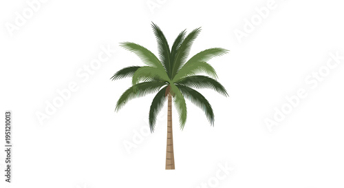 Palm tree with green leaves standing.