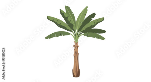 Palm tree with green leaves.