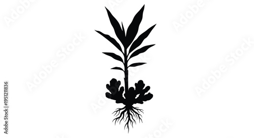 Silhouetted plant with visible roots and long slender leaves