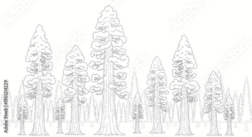 Giant Sequoia Forest Silhouette Line Art