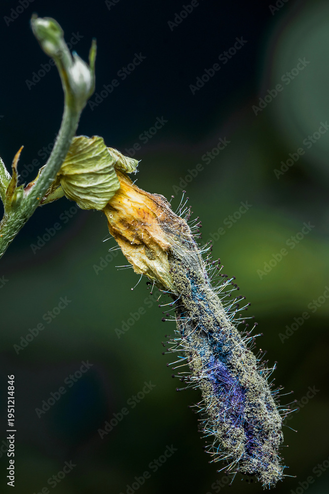 Fototapeta premium Butterfly pea pod showing fungal infection and decomposition