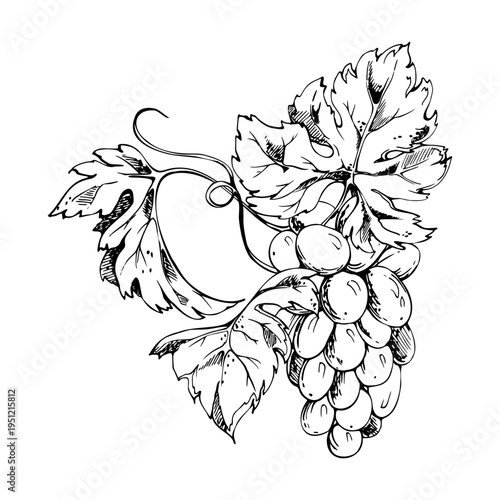 Botanical grapevine with detailed grape bunches, twisting tendrils and textured leaves. Isolated vector illustration hand drawn in ink. Wine menus, branding assets, gourmet packaging, editorial use.