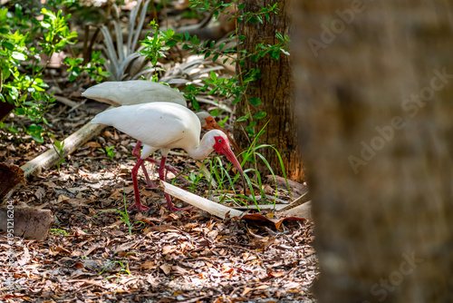 American White Ibis Foraging on Forest Floor in Natural Habitat in Florida, USA