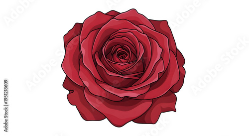 A vibrant red rose with delicate petals on a white background