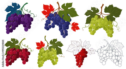 Set of Grapes Varieties on White Background: Purple, Blue, Red, Green