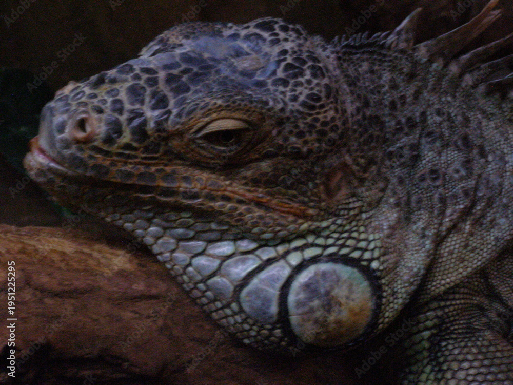 Fototapeta premium Close-Up of Iguana with Textured Skin at Warsaw Zoo