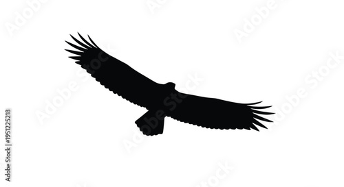 A majestic bird of prey soars through the air a striking silhouette
