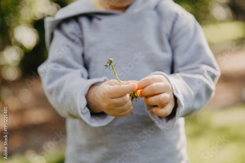 A child holds a dandelion in his hands, close-up of his hands