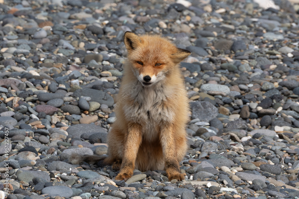 Obraz premium Renard roux