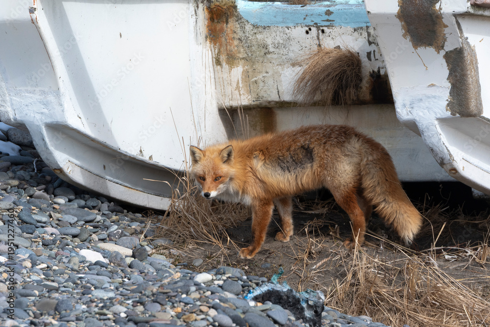 Obraz premium Renard roux