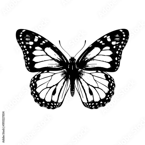Detailed Butterfly Illustration – Enhanced Wing Pattern & Elegant Design