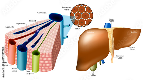 Detailed medical illustration of human liver anatomy showing hepatic lobule structure, hepatocytes, sinusoids, portal triad, bile duct, central vein, and external liver anatomy with lobes, ligaments, 