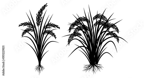 Two silhouetted rice plants with detailed leaves and root systems shown