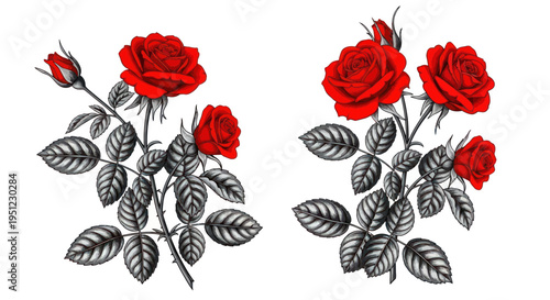 Vibrant Red Roses with Detailed Leaves on White Background - Floral Illustration