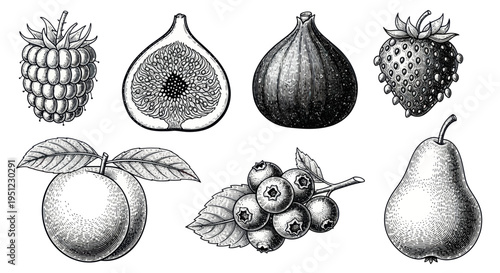 Vintage Fruits Collection: Raspberry, Fig, Strawberry, Peach, Blueberries, Pear - Engraving Style
