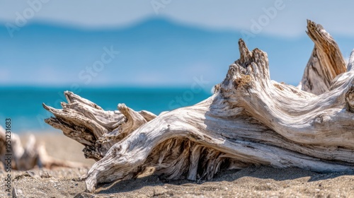Sun-bleached driftwood with intricate textures resting on a sandy beach with ocean and sky in the background