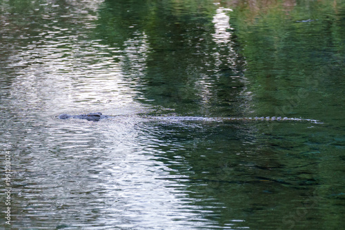 A Nile crocodile swimming in the Mzima Springs in Tsavo West National Park, Kenya. 