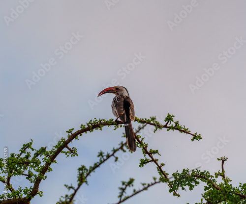A red-billed hornbill perched on an acacia tree in Tsavo, Kenya.