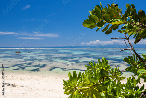 tropical beach with palm trees
