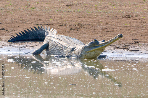 A resting, but alert, Gharial on the banks of the Chambal River in india.