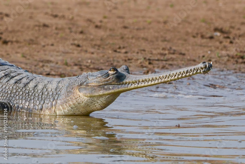 Close-up of a Gharial, showing its long, thin snout, along the banks of the Chambal River.
