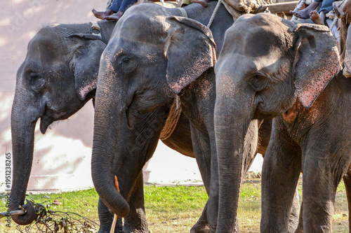 Tableau sur toile Asian Elephants carrying their mahouts in Jim Corbett National Park in northern India