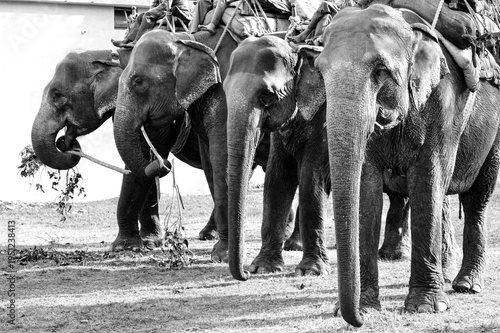 A group of Asian Elephants, carrying their mahouts and waiting for their passengers to climb on at Jim Corbett National Park in the Himalayan foothills.