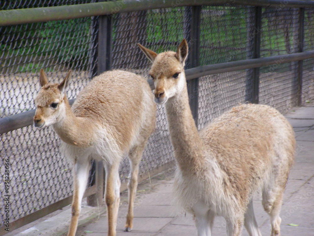 Fototapeta premium Vicunas in Enclosure at Warsaw Zoo on a Sunny Day