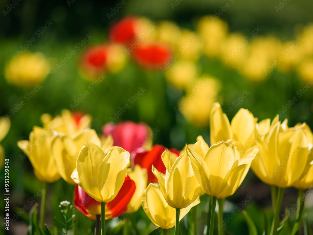 Obraz premium Beautiful red and yellow Tulipa gesneriana flowers in park