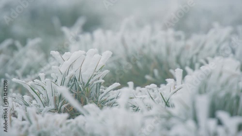 frost on grass