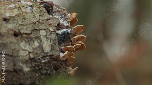 mushrooms on a dead tree