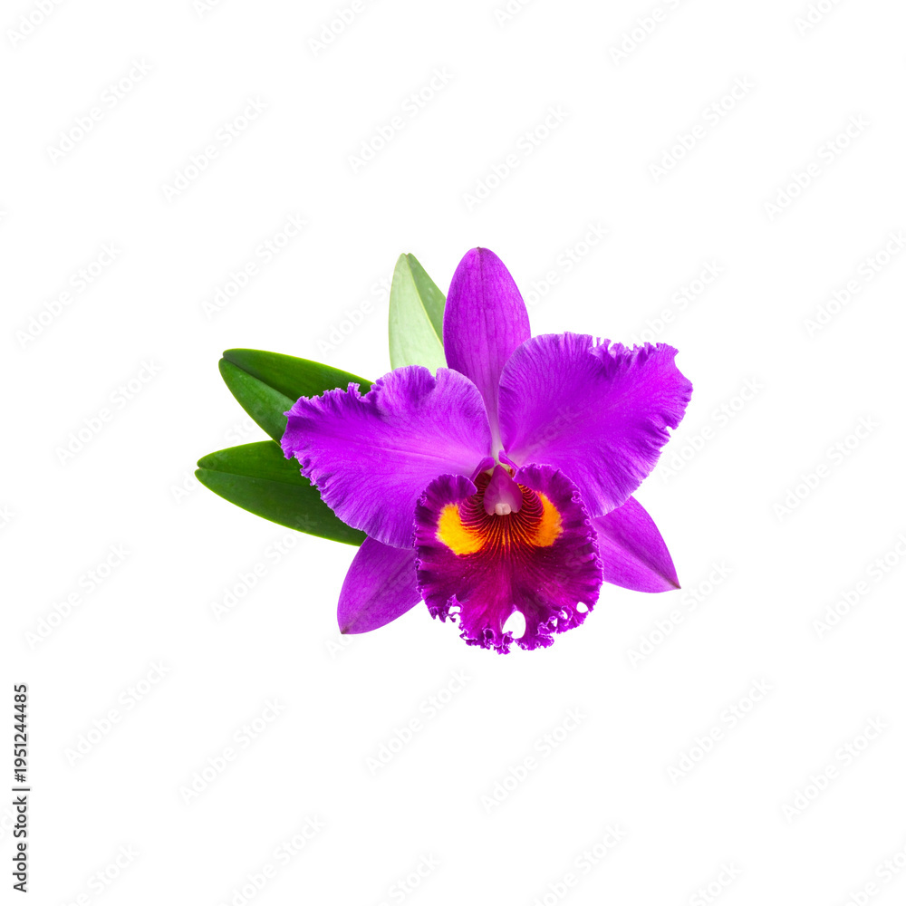Obraz premium A close-up image of purple and pink orchids in full bloom, their vibrant petals and green leaves contrasting against a white background.