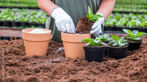 Hands planting pansy in terracotta pot with nursery background, greenhouse spring gardening concept