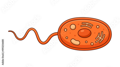 Detailed illustration of a bacterium with flagella