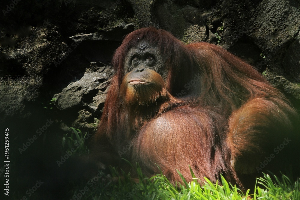 Fototapeta premium A Sumatran orangutan rests in the grass at a zoo