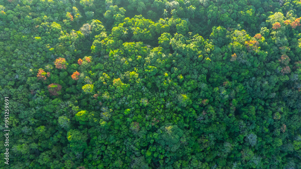 Obraz premium Aerial top view of mixed lush green tropical forest and jungle trees. cinematic nature landscape background for concept is about conservation and natural reforestation 