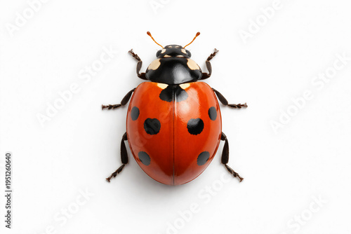 Red ladybug, beetle, insect close-up, empty space for text, nature, template, photo background, banner, layout