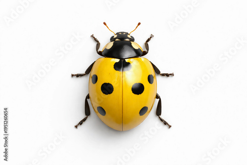 Yellow ladybug, beetle, insect close-up, empty space for text, nature, template, photo background, banner, layout