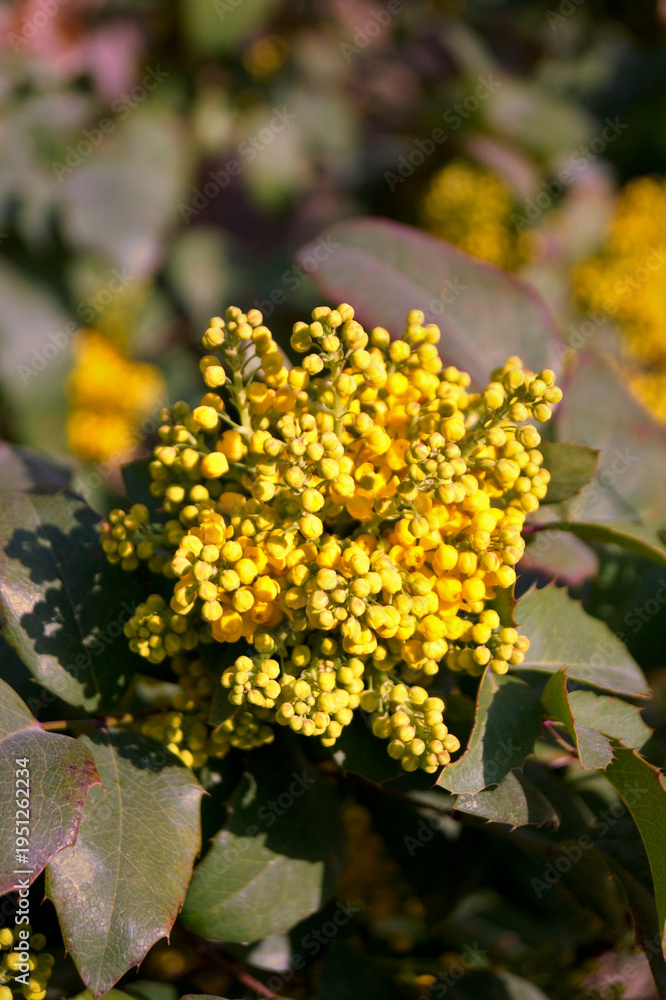 Obraz premium Mahonia aquifolium, Tall Oregon Grape, Berberis aquifolium, is a North American species of&nbsp;flowering plant.