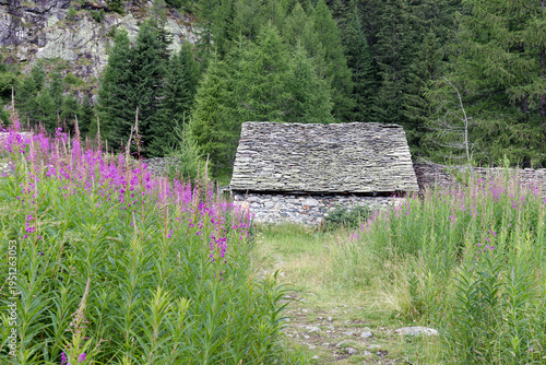 Flowering fireweed, Epilobium angustifolium, in an old stone hut in the mountains, Alps, Europe