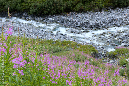 Flowering fireweed, Epilobium angustifolium, in a meadow in the mountains, Alps, Europe