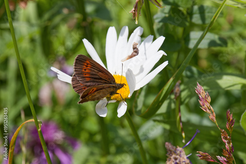 Butterfly on a flowering daisy, Leucanthemum, in a meadow in the mountains, Alps, Europe