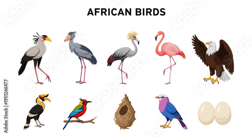 Ten illustrations of African birds a nest and eggs on a white background
