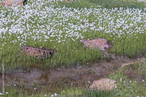 Flowering cotton grass, bog cotton, Eriophorum, in damp meadows in the mountains, Alps, Europe