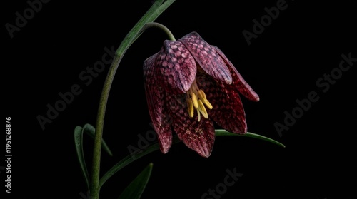 Macro shot of a purple checkered snake's head fritillary flower (Fritillaria meleagris) isolated on a black background.