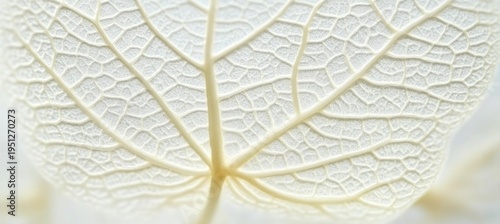 Close-Up of a Beautiful Hydrangea Blossom with Veined Petals, Showcasing Delicate Floral Textures